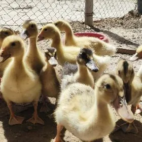 Ördek jüyje ordek juyje