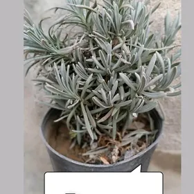 цветы для балкона/улицы