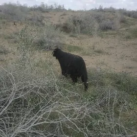 саглык Кел теке