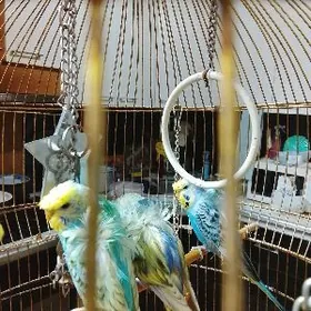 Бантиковые