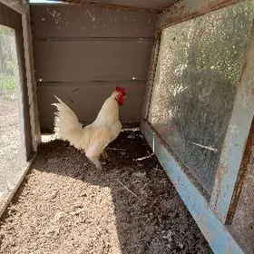 карлик хораз