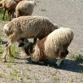 Satlyk guzuly goýunlar