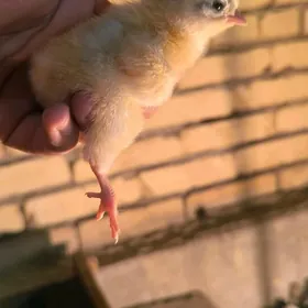 местный товук жуйже