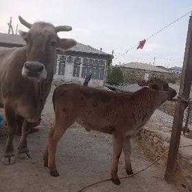 Göleli sigir şives tohum