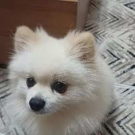 Померанский шпиц