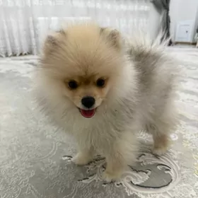 щпиц poroda gujik