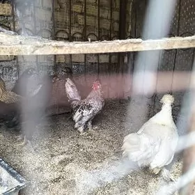 Карлик хораз товуклар