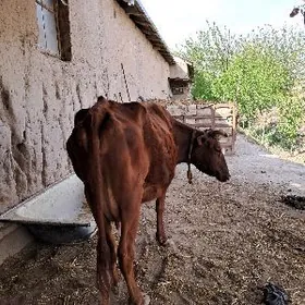 Сагым сыгыр