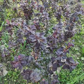 Barbaris Барбарис