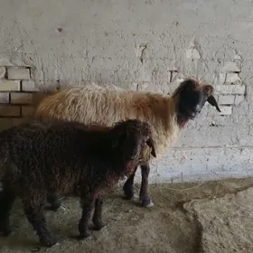 Guzuly Goÿun  23 milÿon