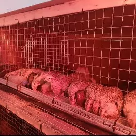 BEDENE ÖZI WE YUMURTGASY