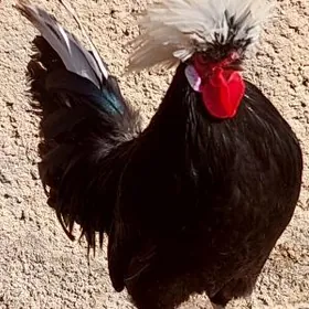 Ак телпекли товук юмутгалары