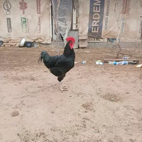 Gara Şazada horoz 10 bolon