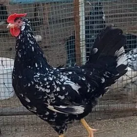 Лигорн товукларын юмутгалары