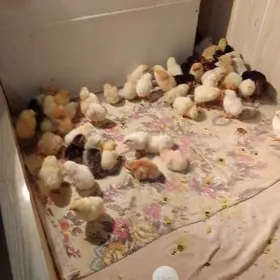 Домашние куры (цыплята)