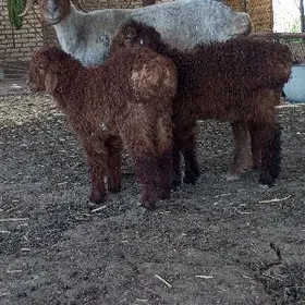 Ekiz türkmeni guzuly oyun