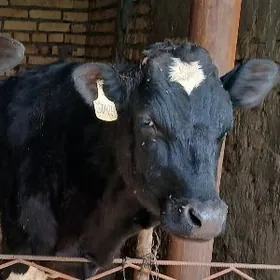 Гальштейин Окуз