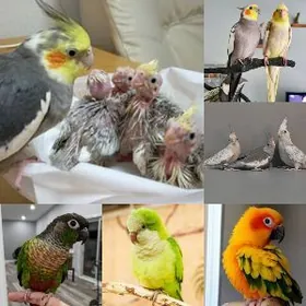 Приют для птиц и экзотики