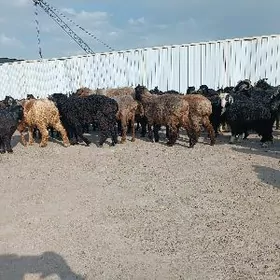 чебиш дог эркеч токлы