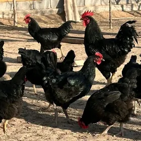 GARA ŞAHZADA ARGINAL ZAT