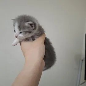 pisik pishijek котёнок