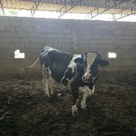 suytlek bogaz sygyrlar