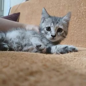 pisik добрые руки