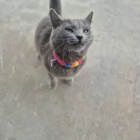 Серый кот или кошка нашлась