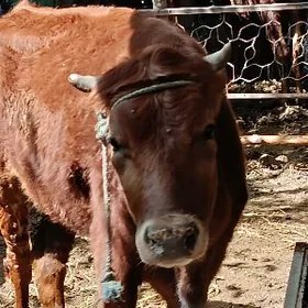 Гысыр гунажын