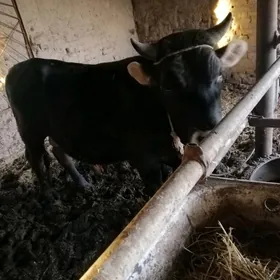 Окуз 2 яш okuz