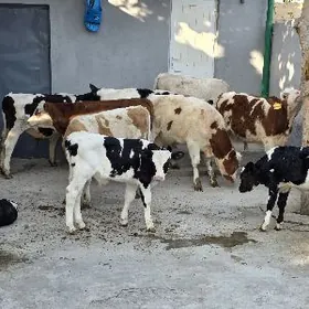 Semental Ayrşyr Golyşdeyin