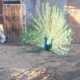 Tawus guşuñ ýumurtgasy