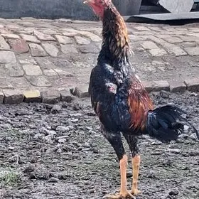 байсов хора