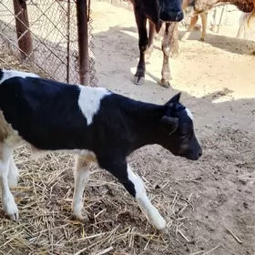 3,sany göleli sygyr