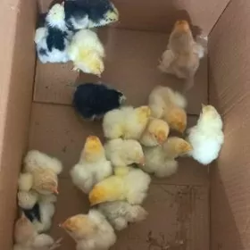 Brama Limon myramyr juyje