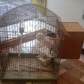 Клетка--для*Птичек