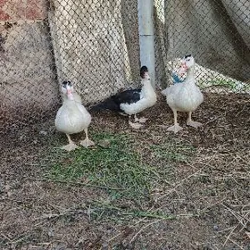 Indewudga ýaşajyk Gus