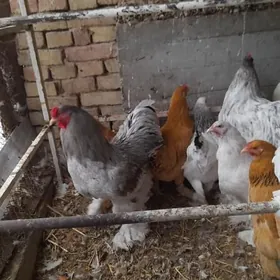 birama towuk ÿumrtksi