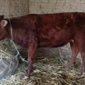 saglyk sygyr bogaz gunajyn