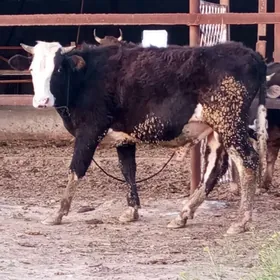 GALYŞDEÝİN ÖKÜZ