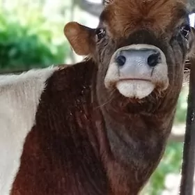 Пародны окузлер