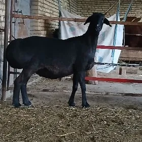 Гиссарры арасса тохум гоюн