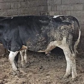 original ferman mallary