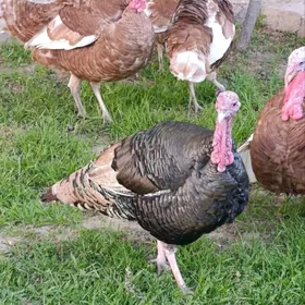 induk indyuk induklar