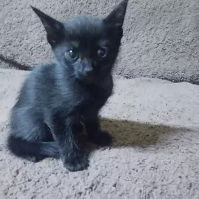 черный котенок