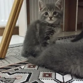 шотландские