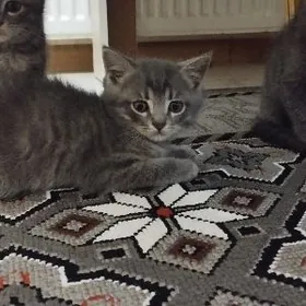 шотландские