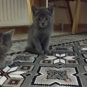 британские