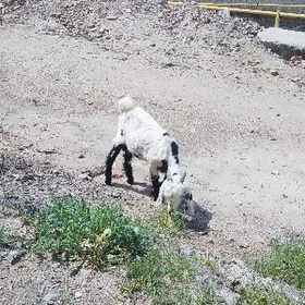 сатлык гечи теке