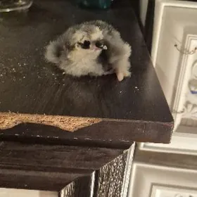 Brama original tohum juje